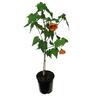 Abutilon Peach 2.5 litre