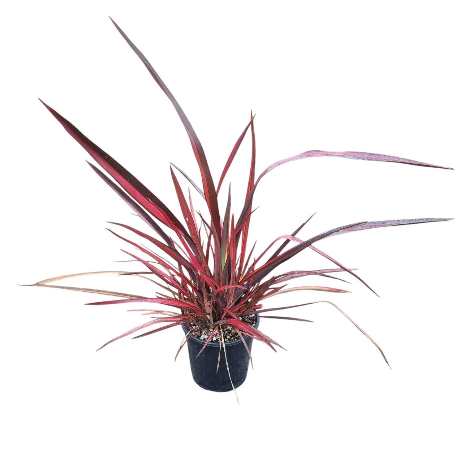 Phormium 'Flax' Rainbow Red 4L