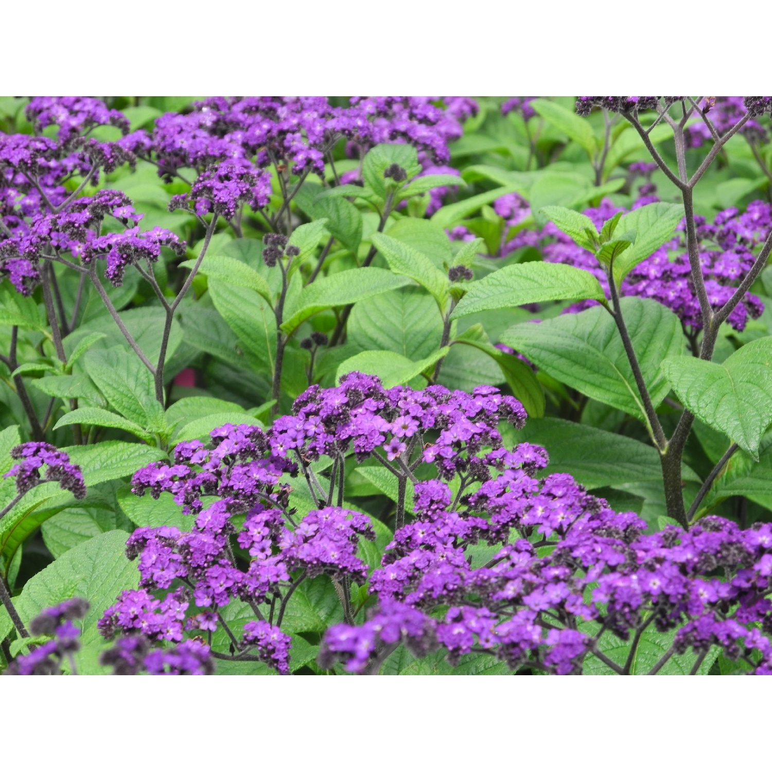 Heliotrope Royal Marine