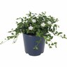 Silene maritima