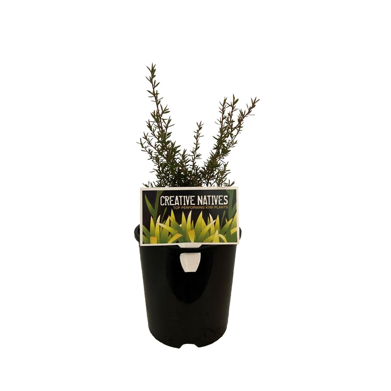 Leptospermum Princess Anne