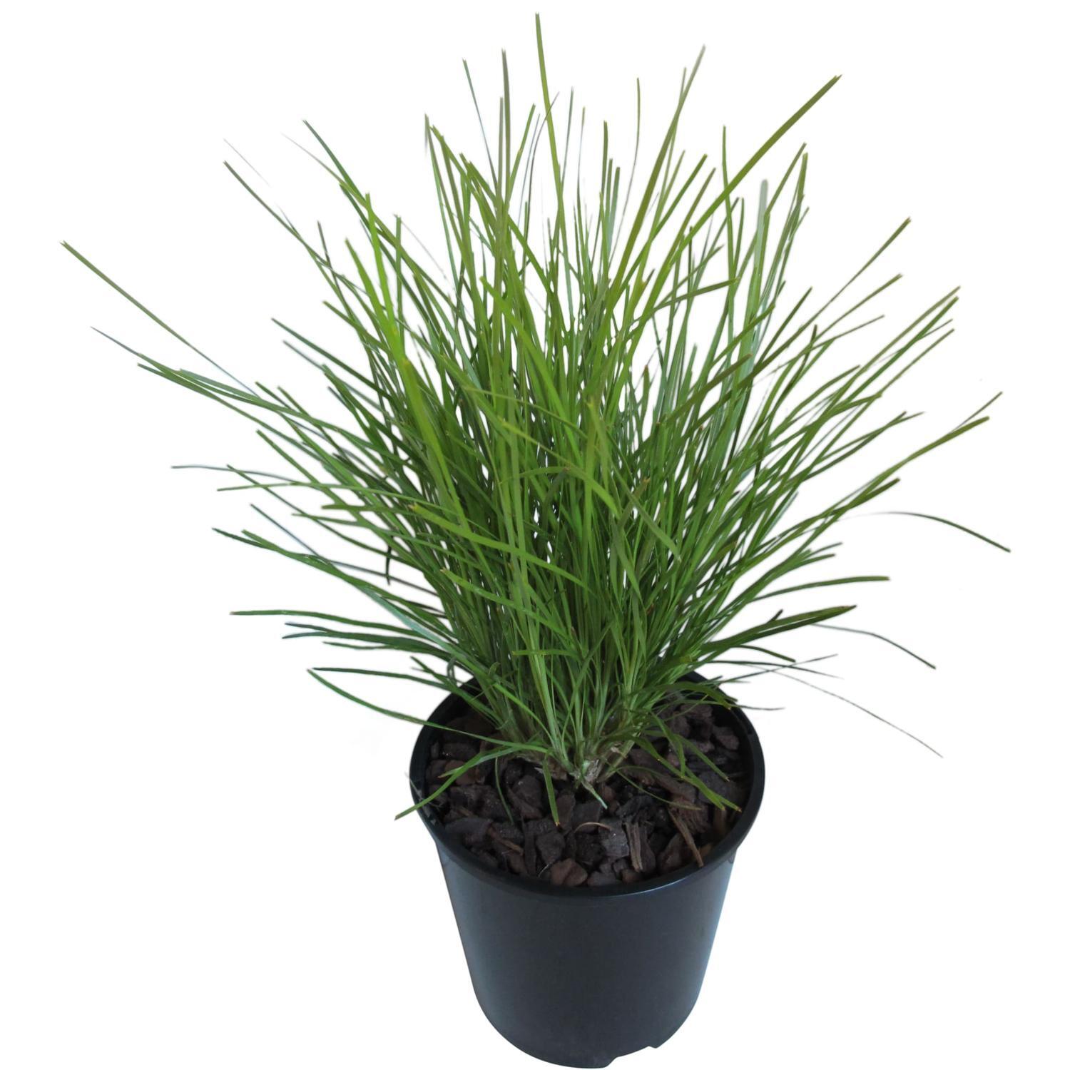 Lomandra Echidna