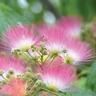 Albizia Julibrissen Rosea