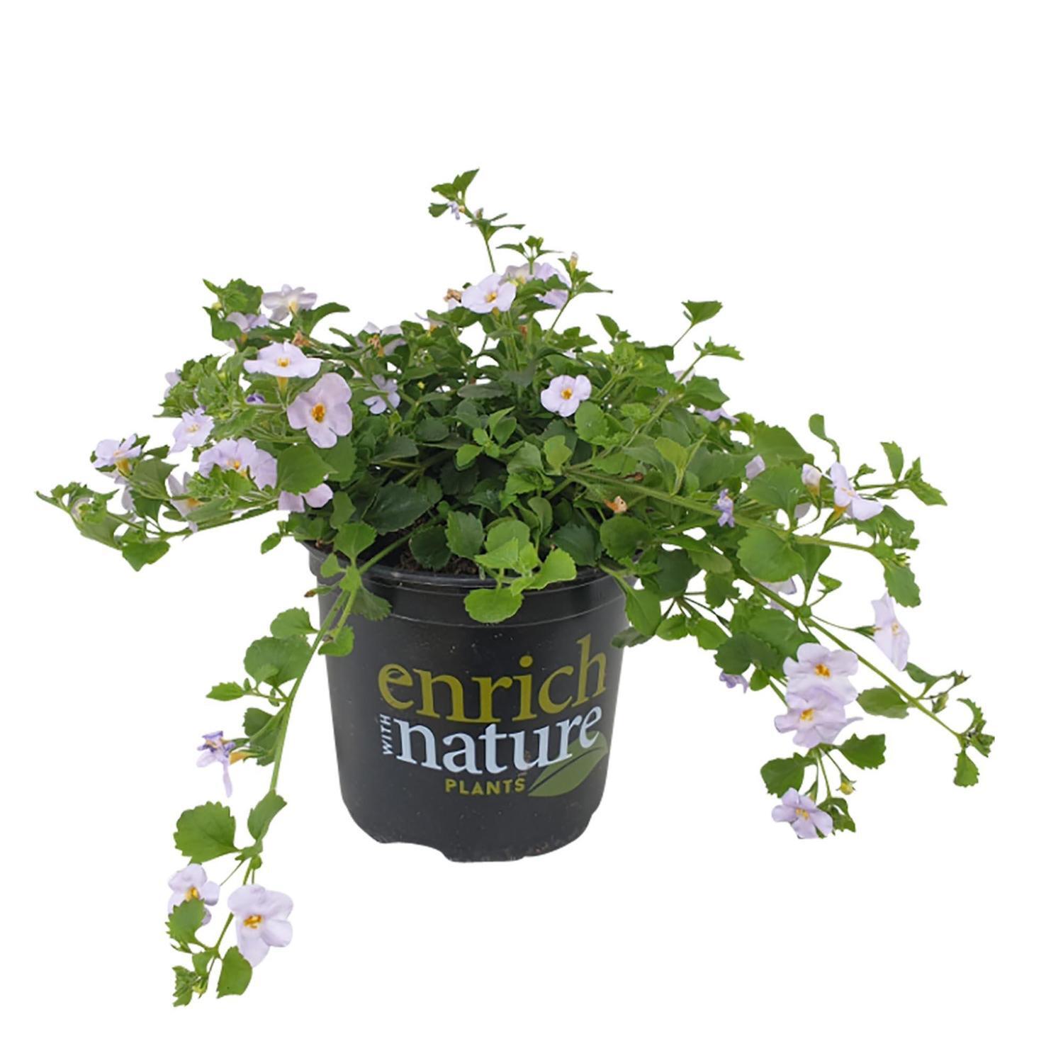 Bacopa Gulliver Lilac