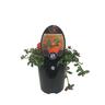 Portulaca ColourBlast Tangerine