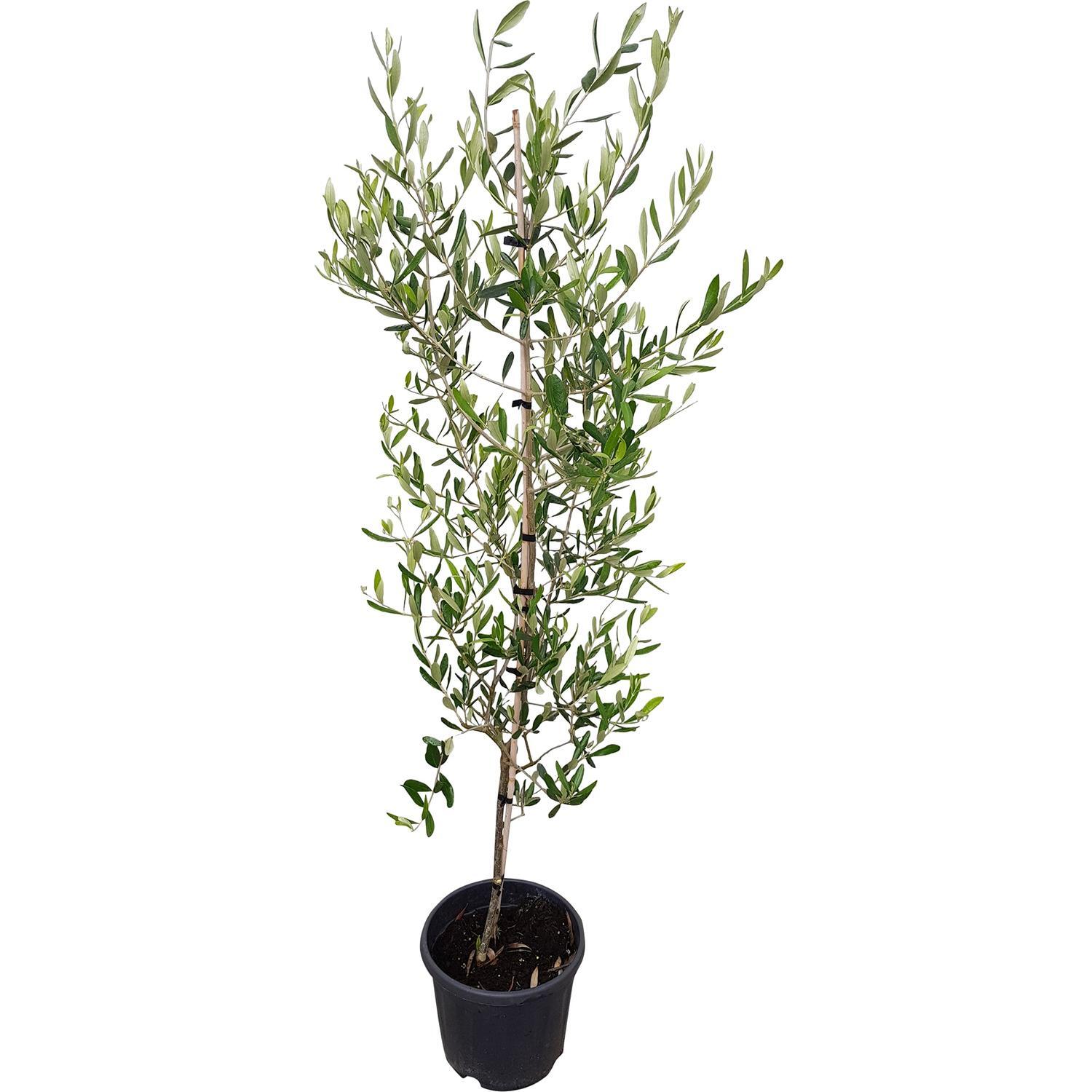 Olea Assorted 10L