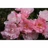 Flower Carpet Rose Apple Blossom