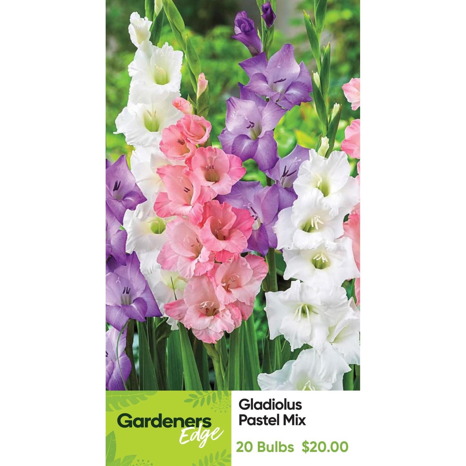Gladioli Pastel Mix Pack 20
