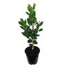 Lemonade Tree, Dwarf