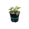 Tiarella Neon Lights