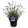 Lavender 'Hidcote Blue' 2.5 litre