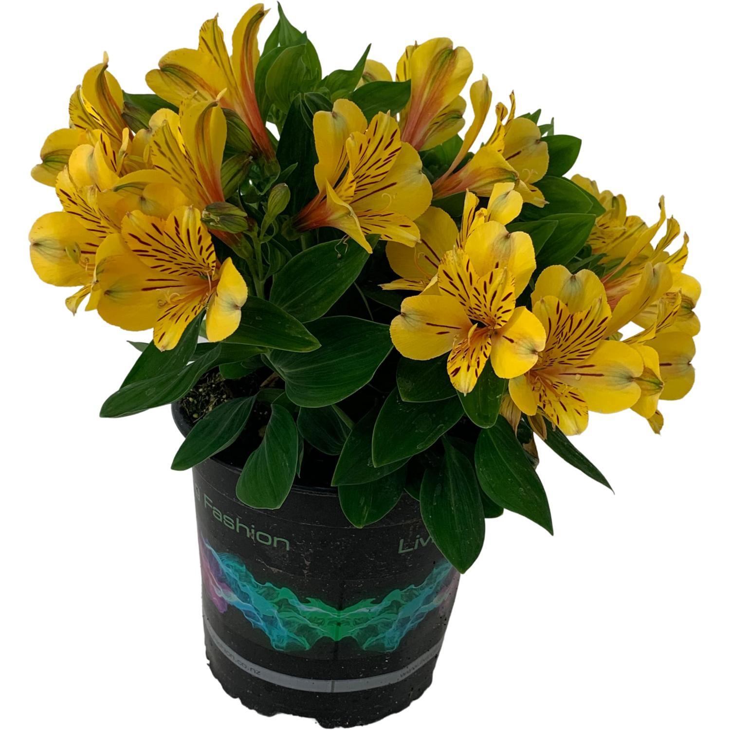 Alstroemeria Inca Gold Rush