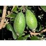 Feijoa Apollo