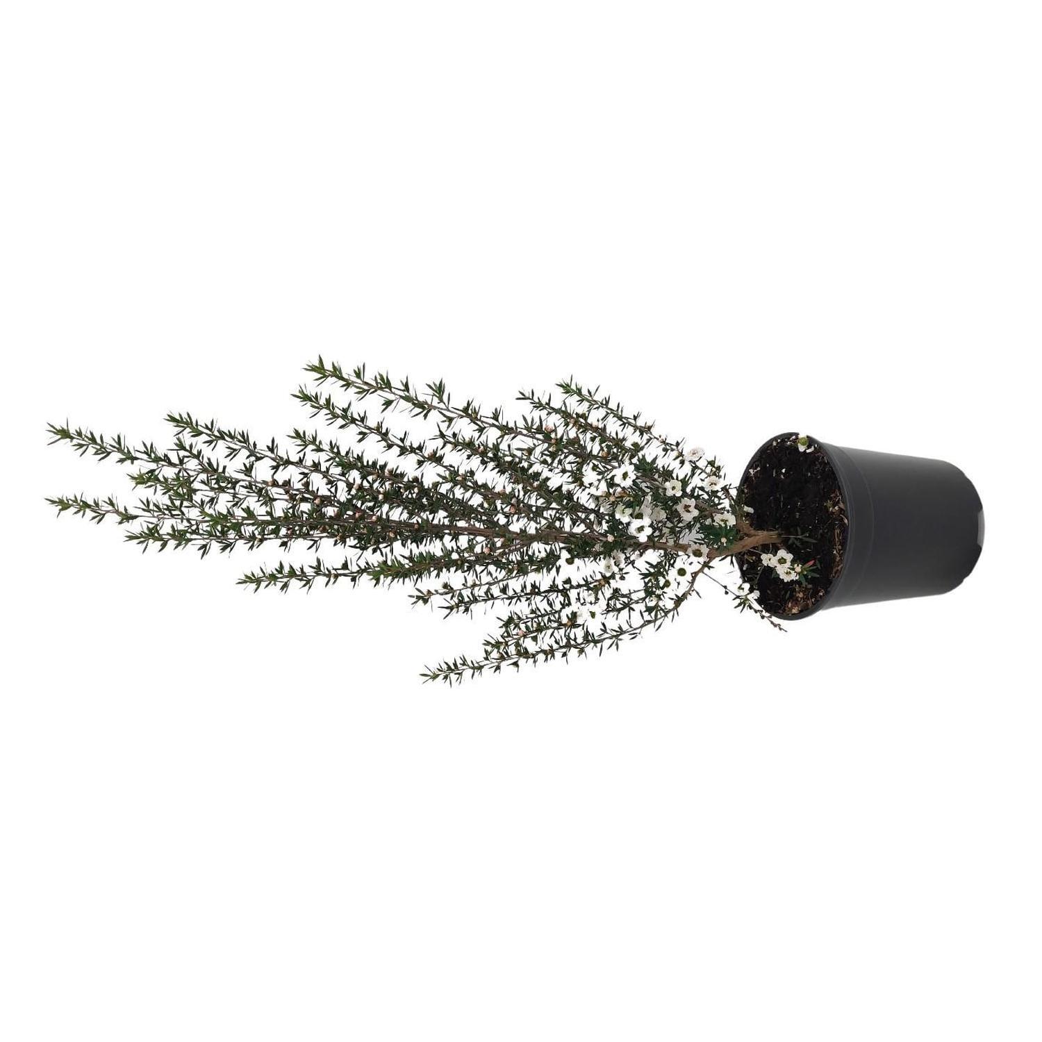 Leptospermum Wiri Linda