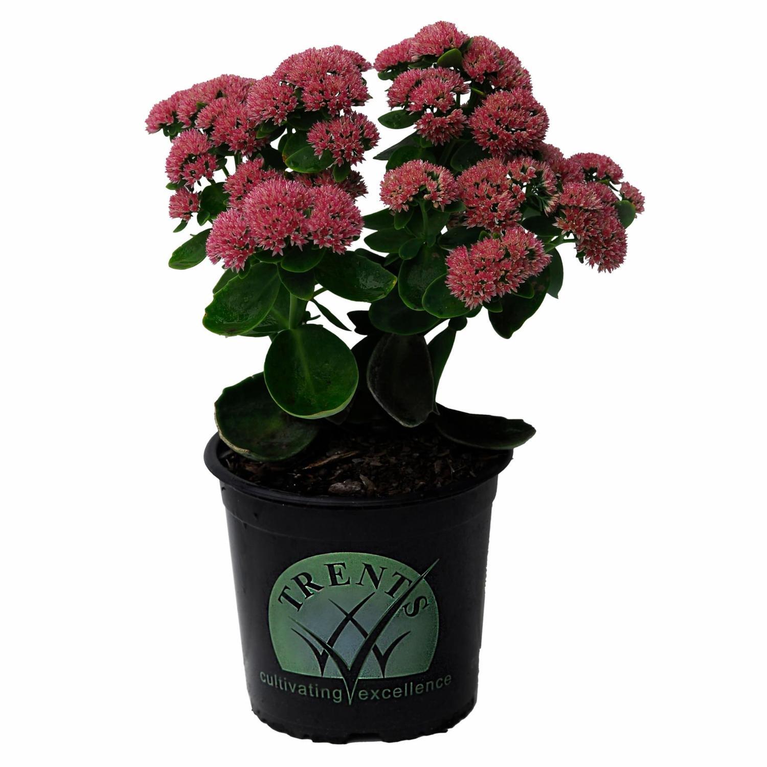 Sedum Autumn Joy