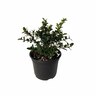 Osmanthus Pearly Gates