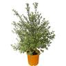 Pittosporum Wrinkle Blue 10 litre