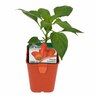 Capsicum Orange Lunch Box