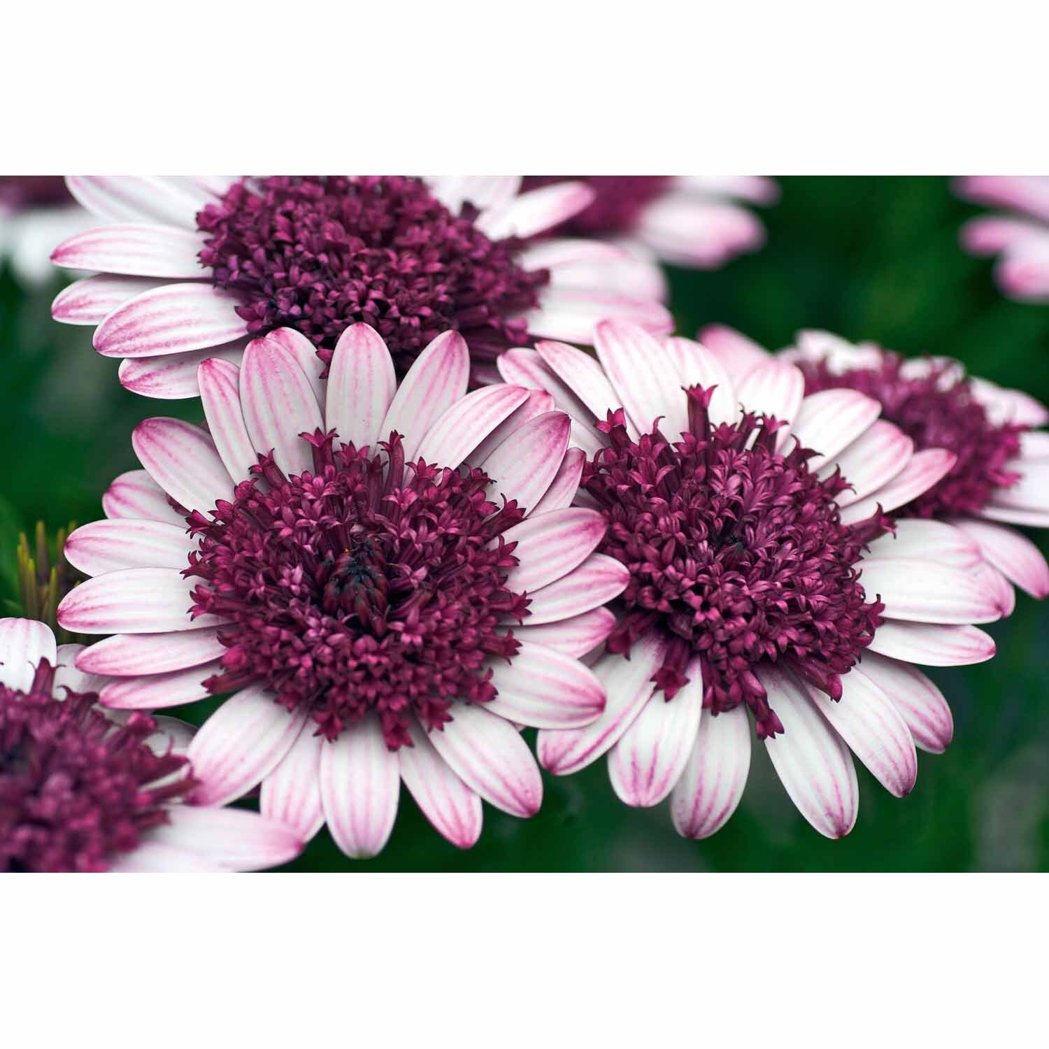 Osteospermum 3D Double