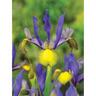 Dutch Iris Miss Saigon