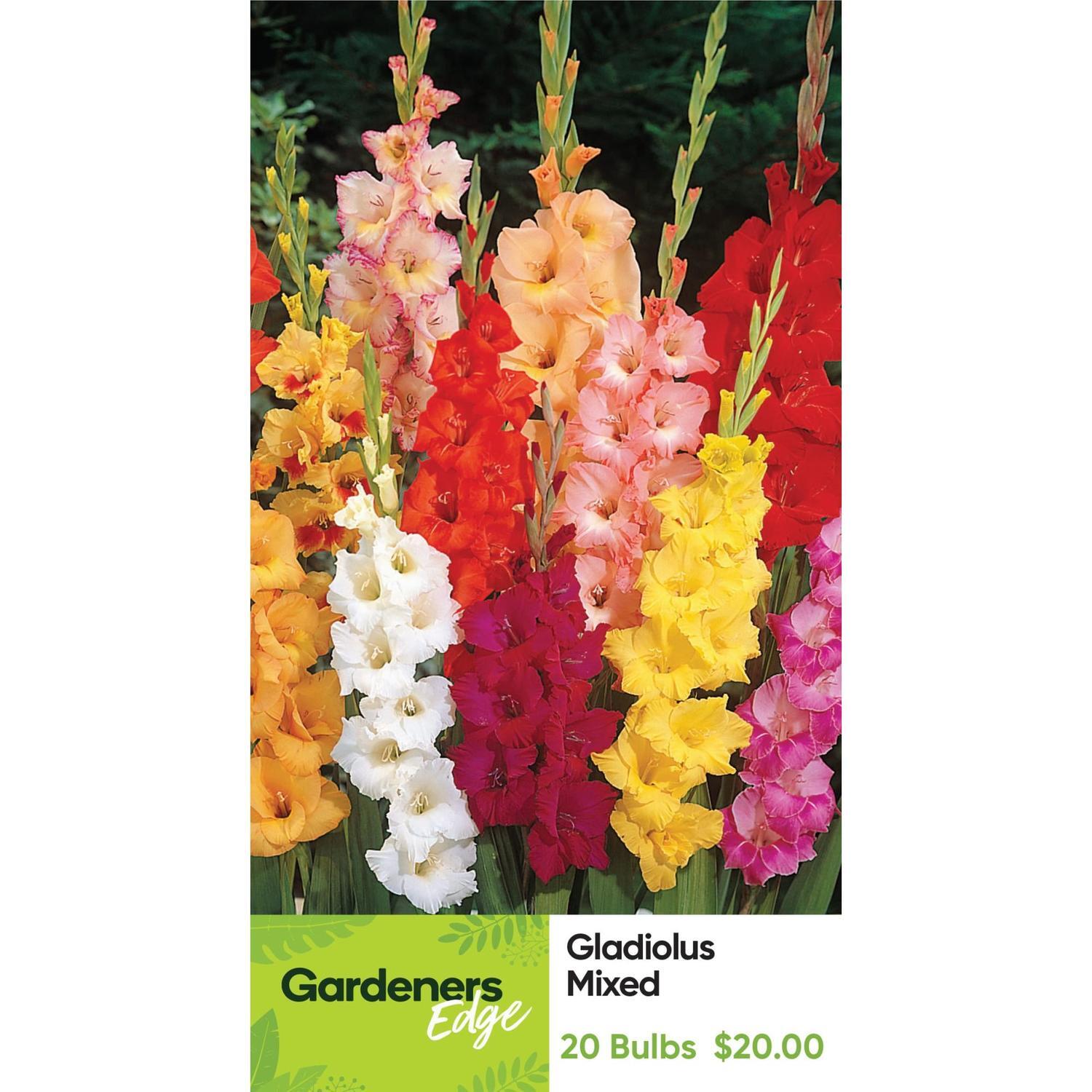Gladioli Shadowed Citrus Mix 20 Pack