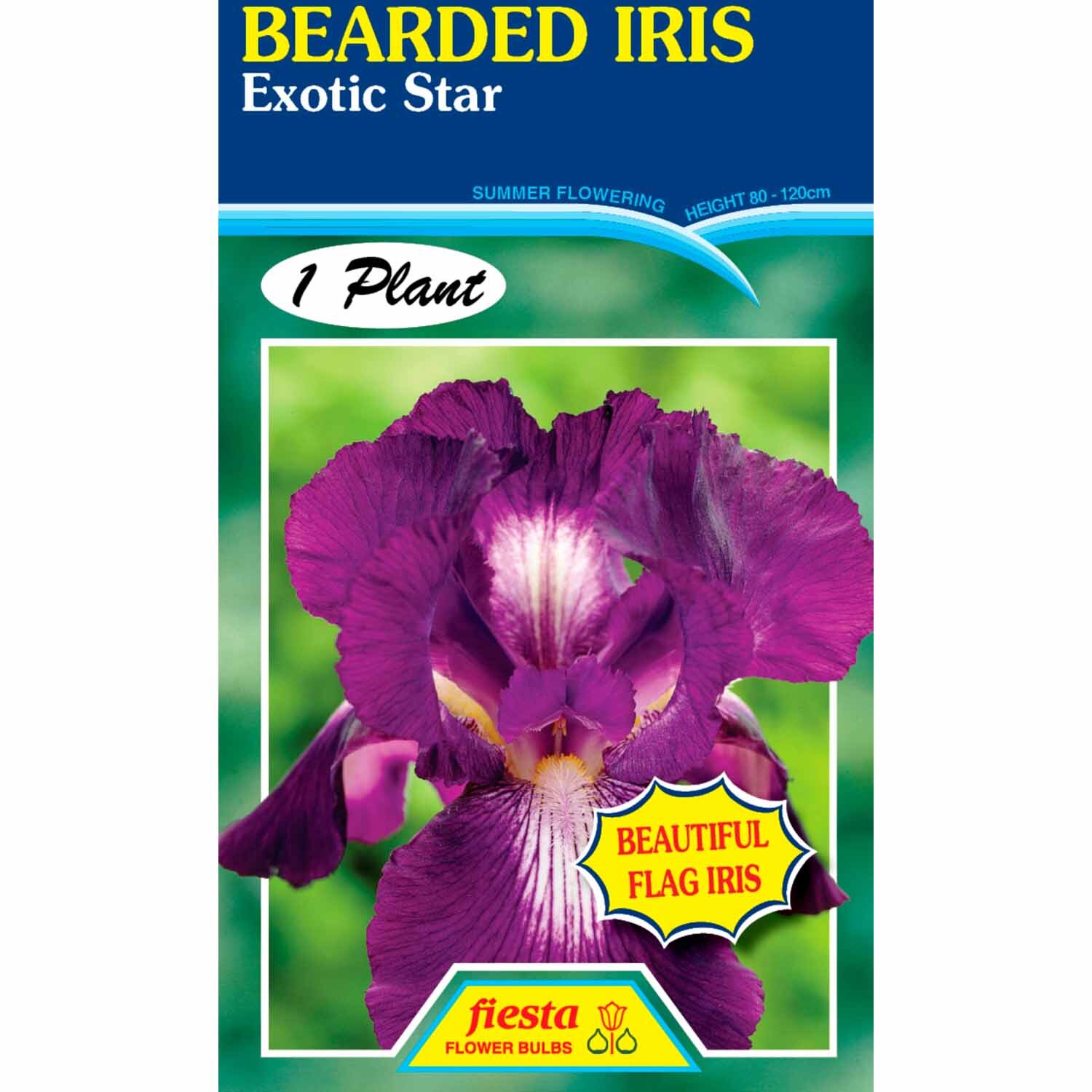 Bearded Iris 'Exotic Star'