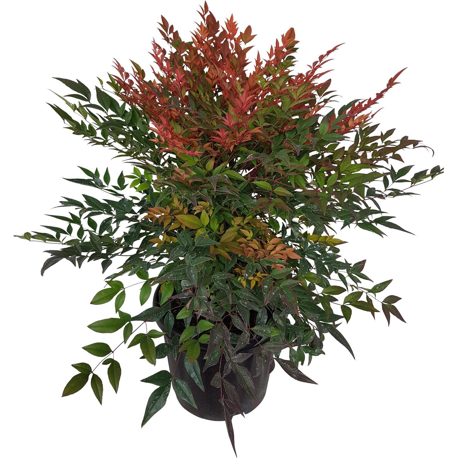 Nandina Gulf Stream