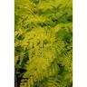 Gleditsia tri Sunburst