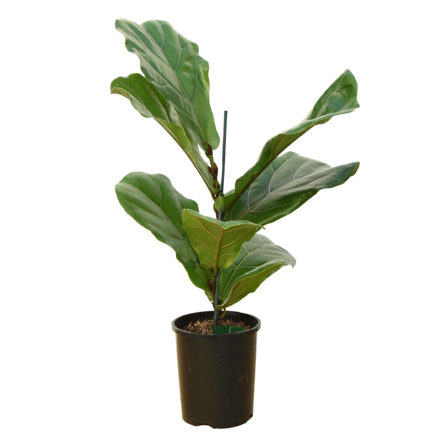 Ficas Lyrata 'Fiddle Leaf Fig'  14cm