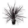 Phormium Dark Delight