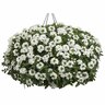 Verbena Royale Whitecap