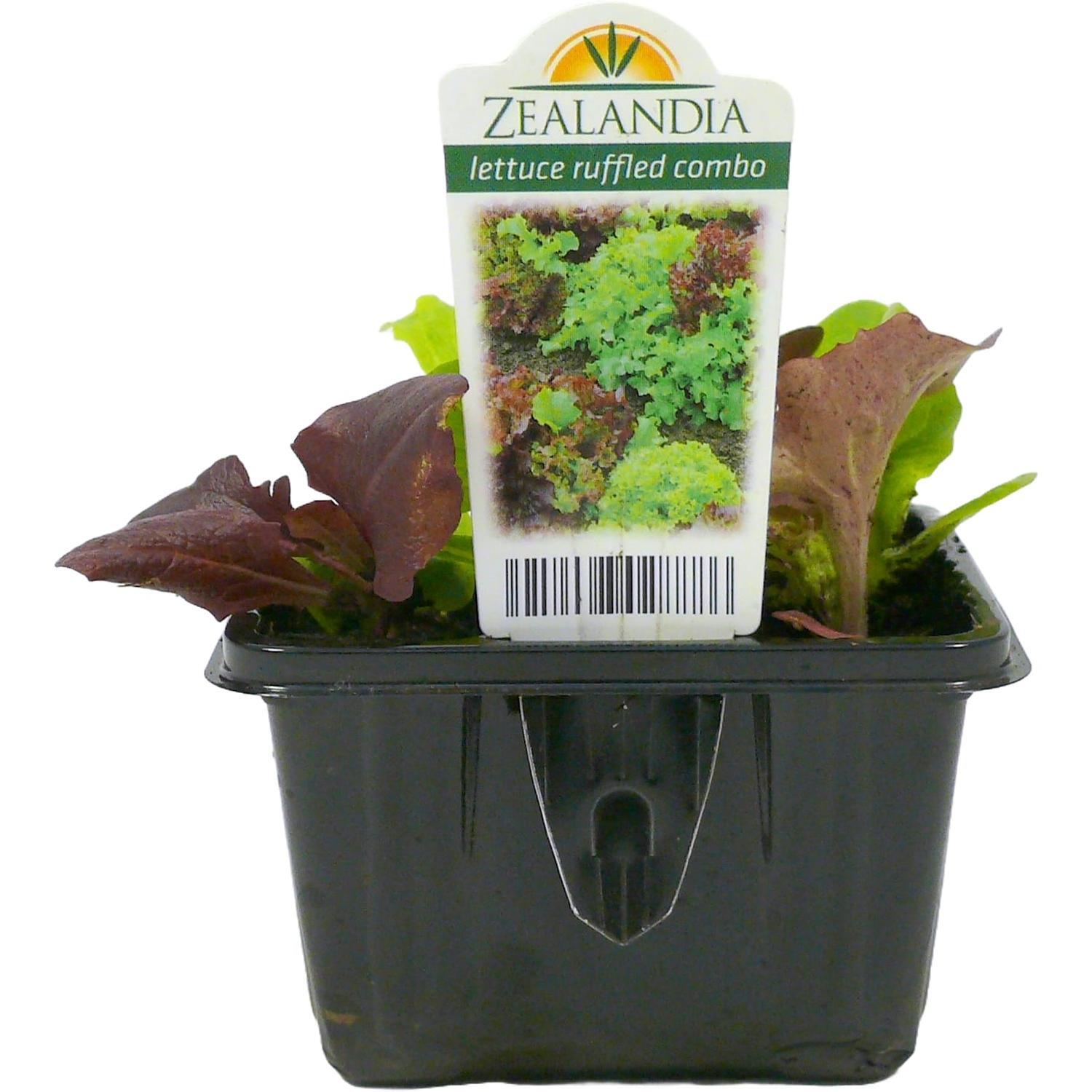 Lettuce Ruffled Combo 6 pack