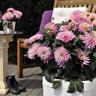 Dahlia XXL
