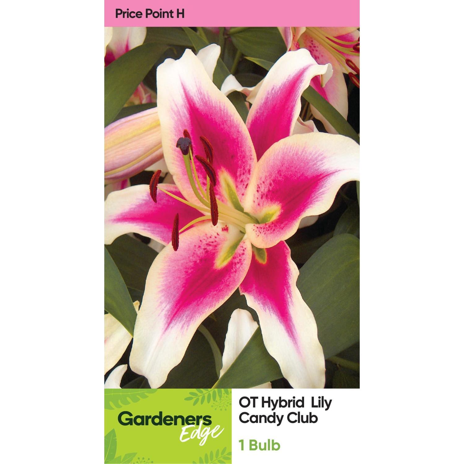 Lily Ot Hybrid Candy Club Pack of 1