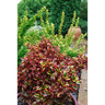 Coprosma Inferno