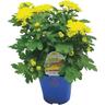 Chrysanthemum Garden Mums