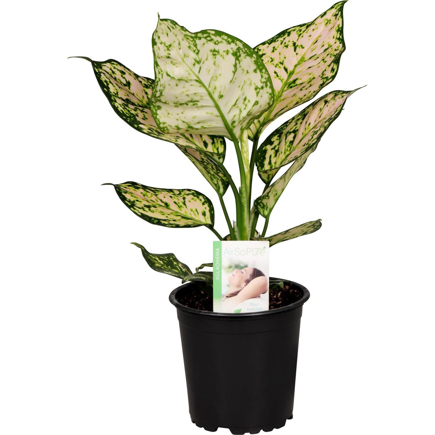 Aglaonema Eileen