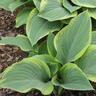 Hosta Regal Splendour