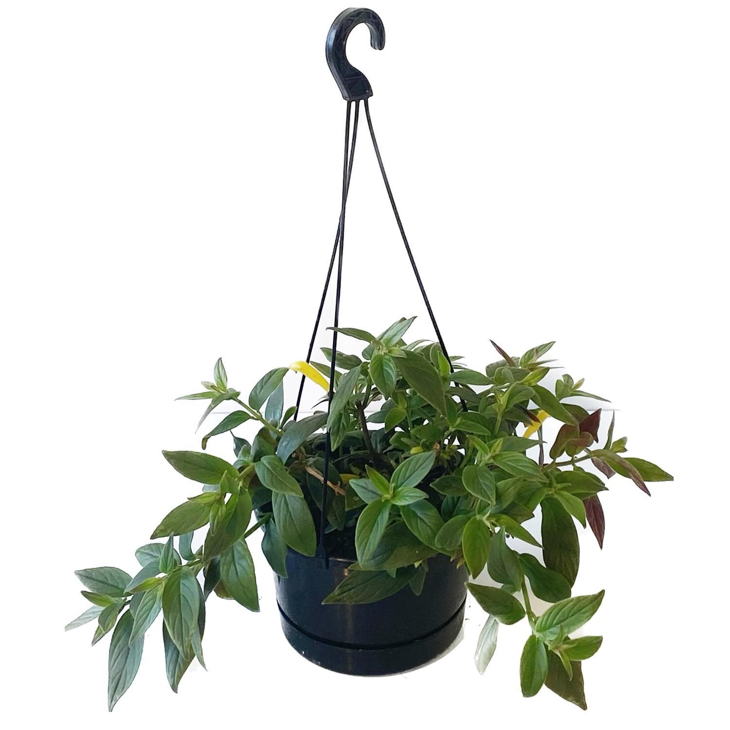 Columnea Yellow Basket 17.5cm