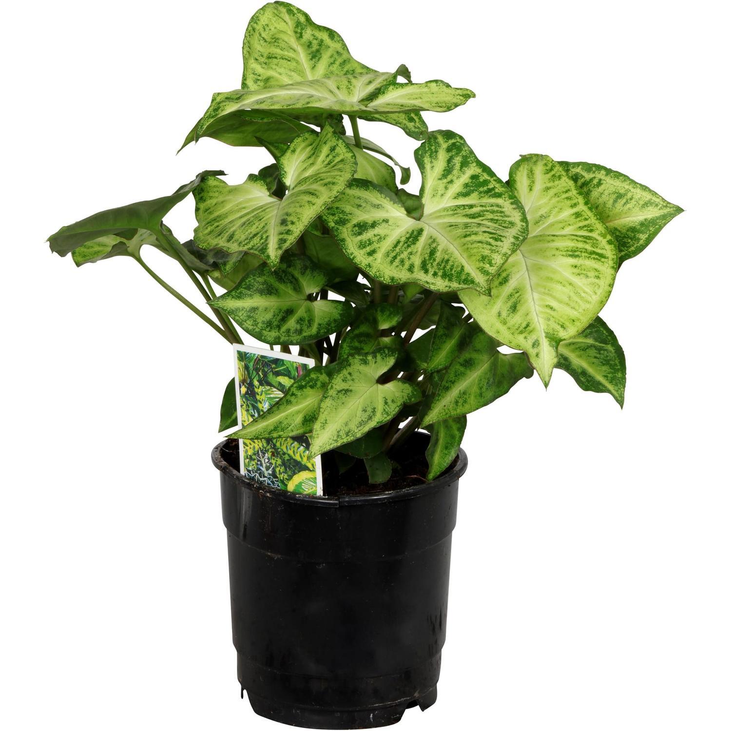 Syngonium Robusta