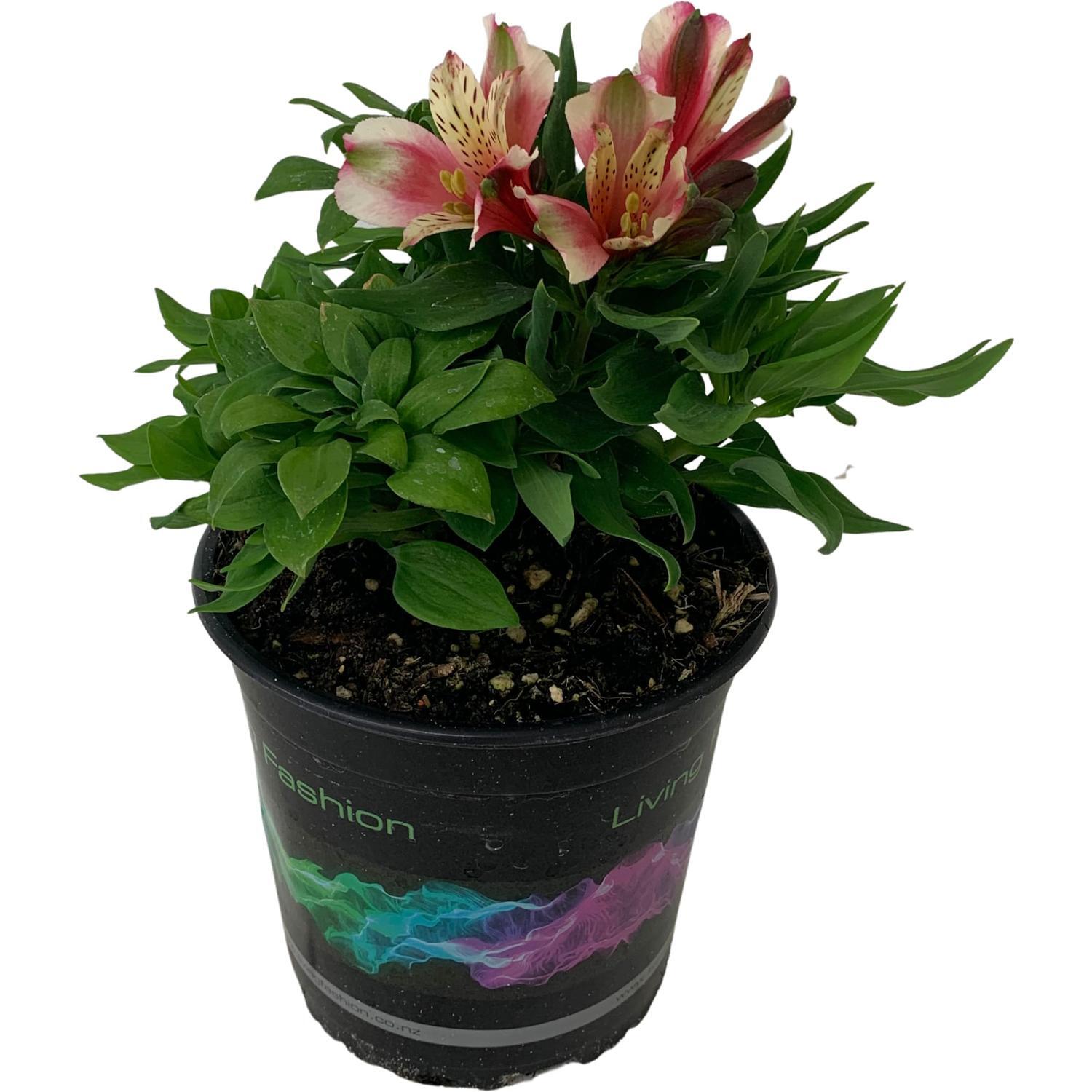 Alstroemeria Inca Sweety