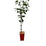 Kumquat Calamondin