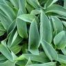 Hosta Blue Cadet