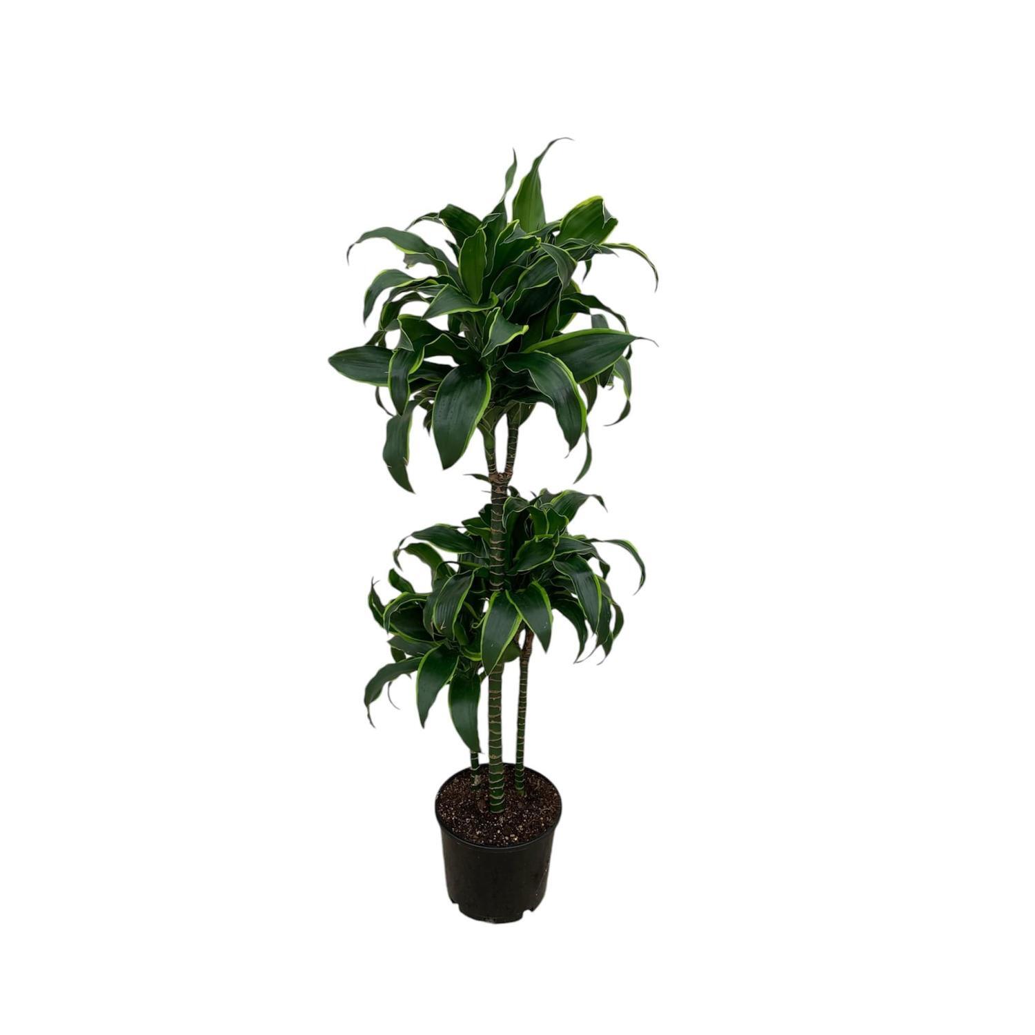 Dracaena Der Dorado Triple Cane 20cm