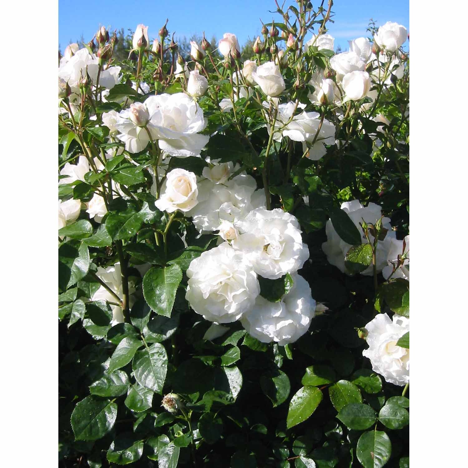 Rose White Romance