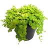 Lysimachia Aurea 2.4 litre