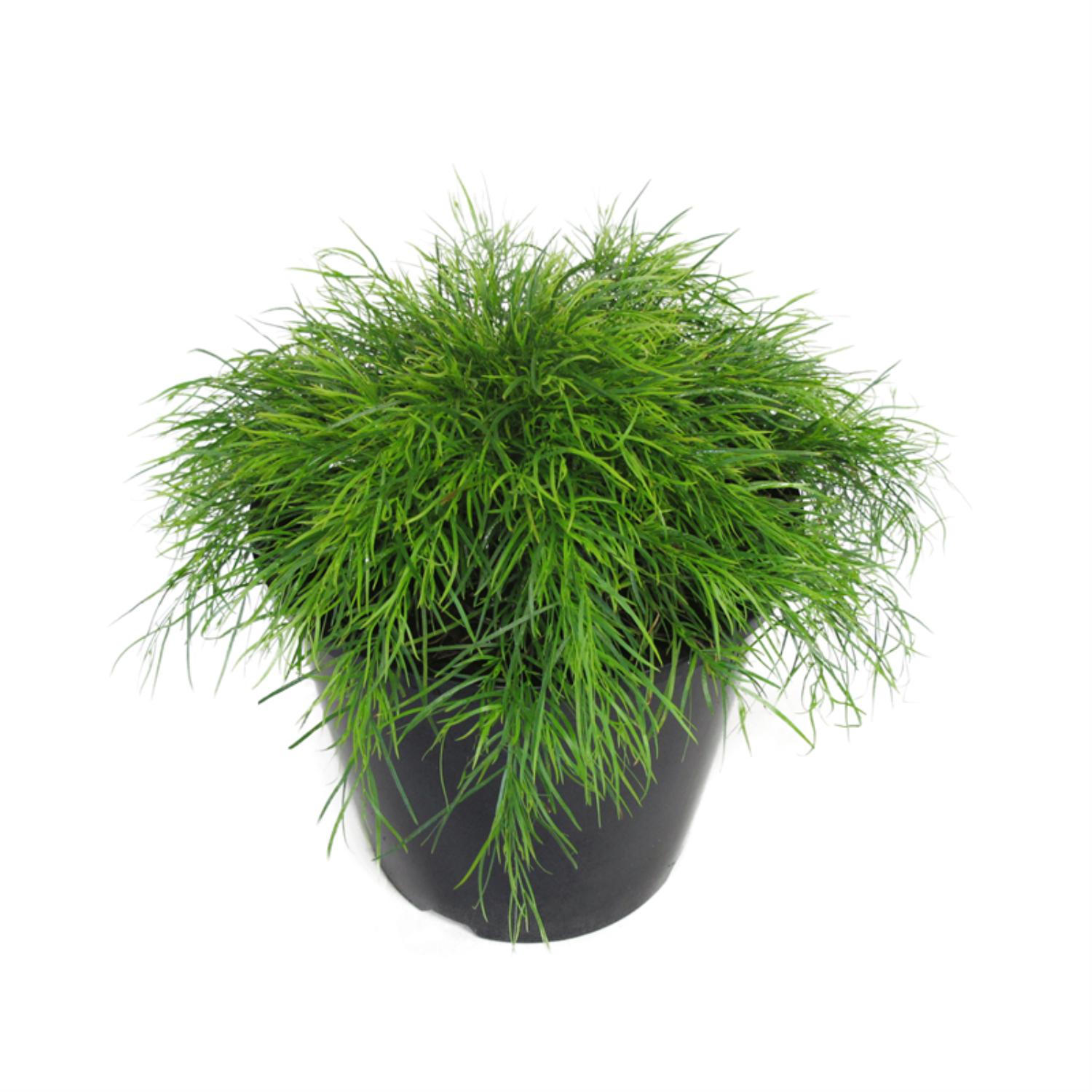 Acacia Limelight PVR