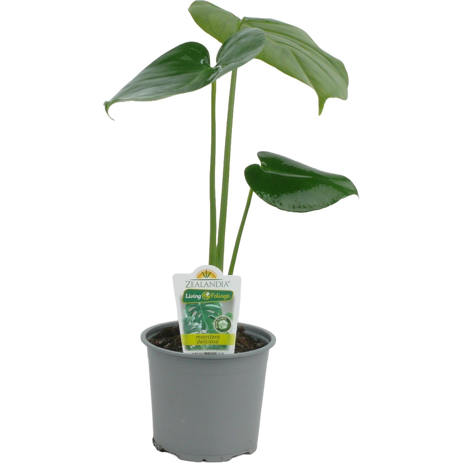Monstera Deliciosa