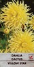 Dahlia Cactus 'Yellow Star '