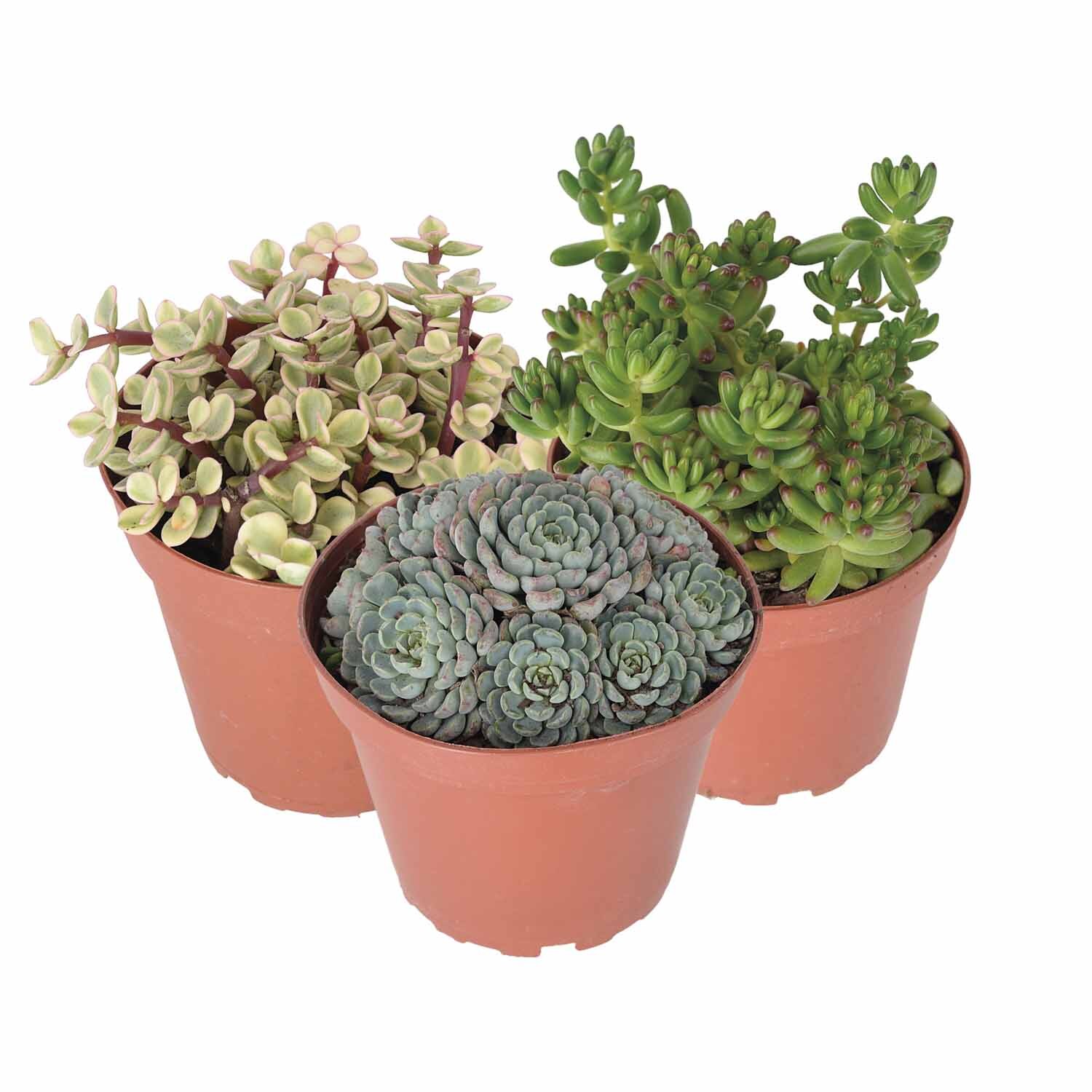 Succulents